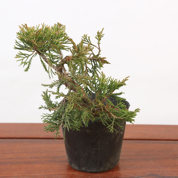 楽天市場】苗：糸魚川真柏（曲）*いといがわしんぱく シンパク : 遊恵