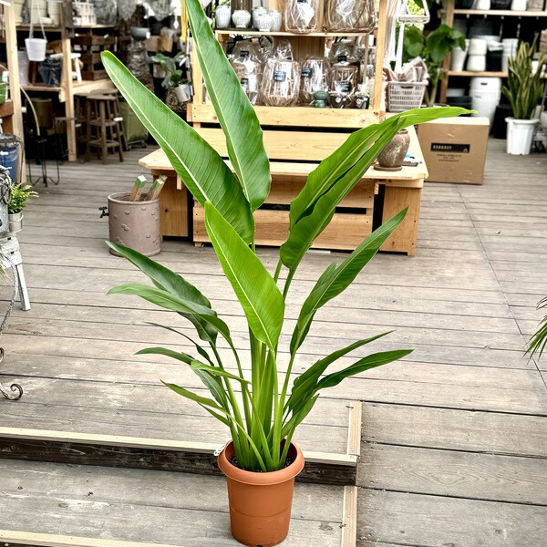 楽天市場】観葉植物：タビビトノキ*8号プラポット旅人の木 オオギ