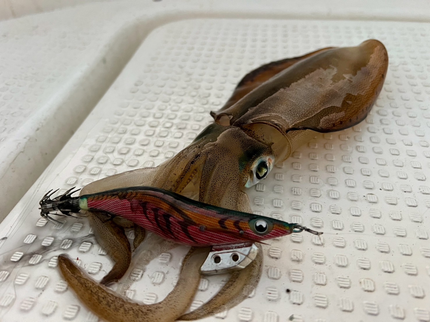 ヤマシタ エギ王Kの人気カラー 軍艦グリーンとムラムラチェリーは確か