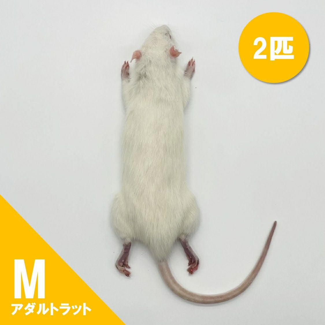 冷凍ラット | 月夜野ファームの通販