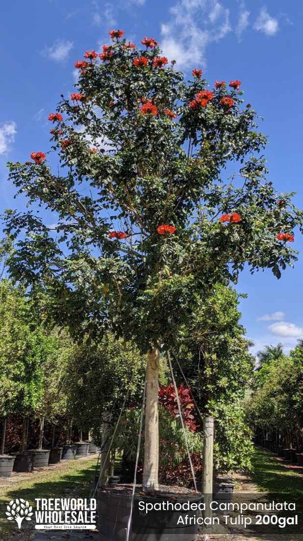 Spathodea Campanulata: Red African Tulip tree | Treeworld Wholesale