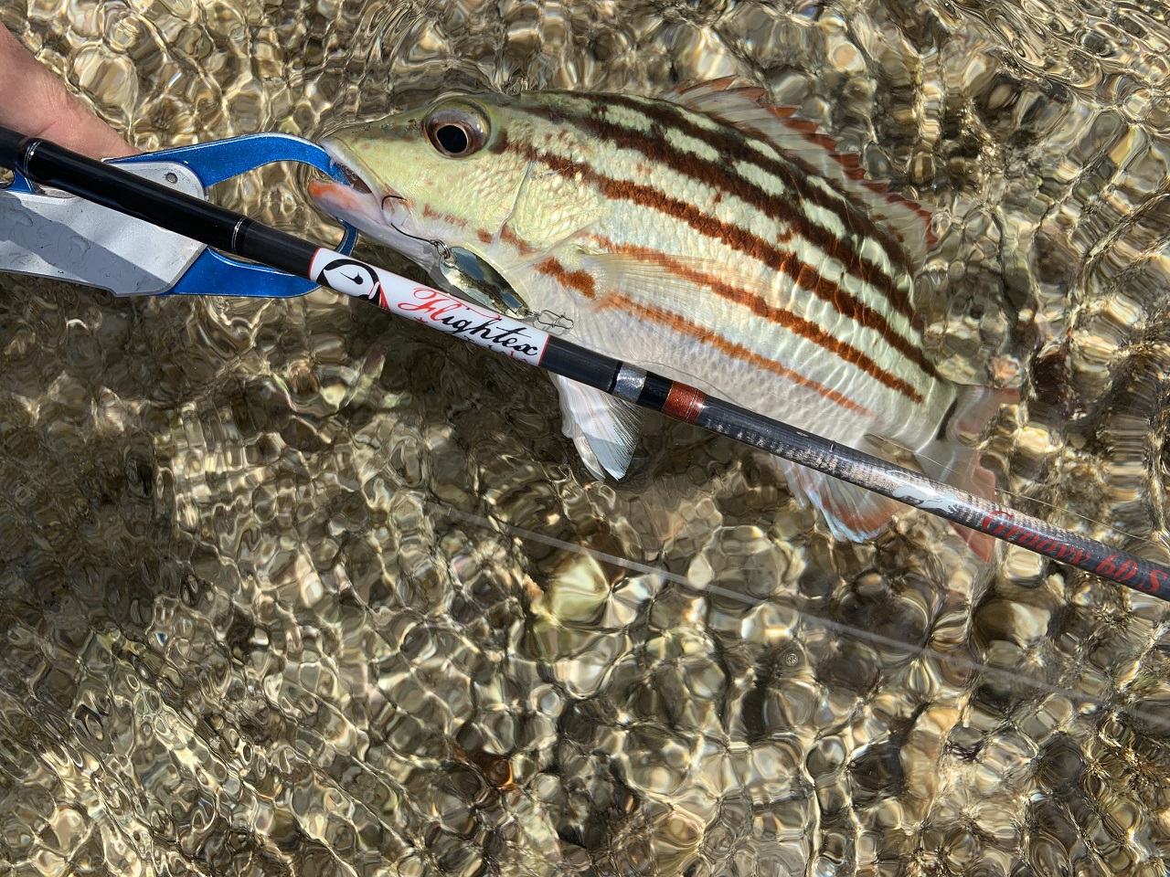 TULALA | Ford every stream | » Flightex Groovy 60S