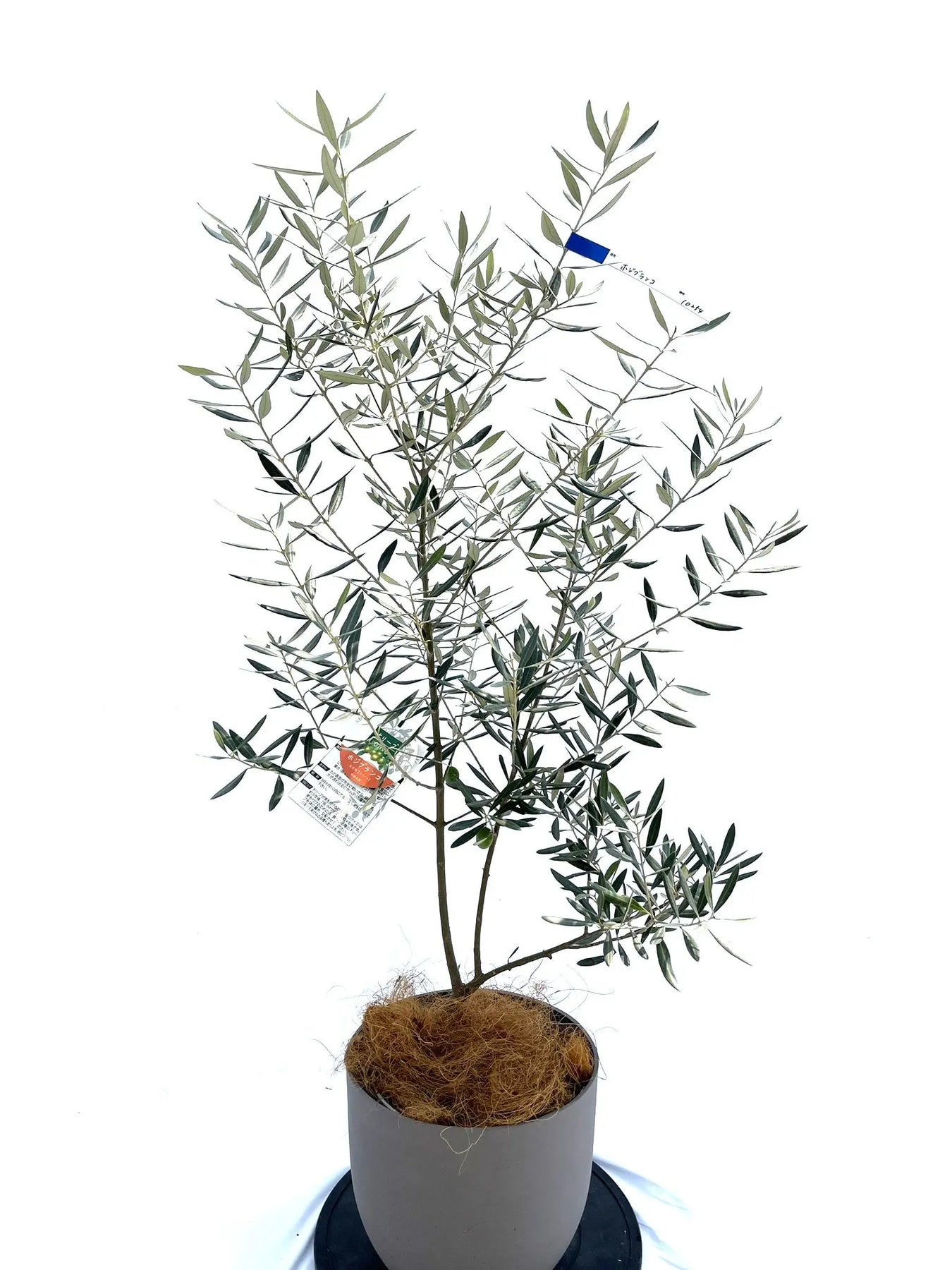 10254-4_1800x1800.jpg?v=1729520408