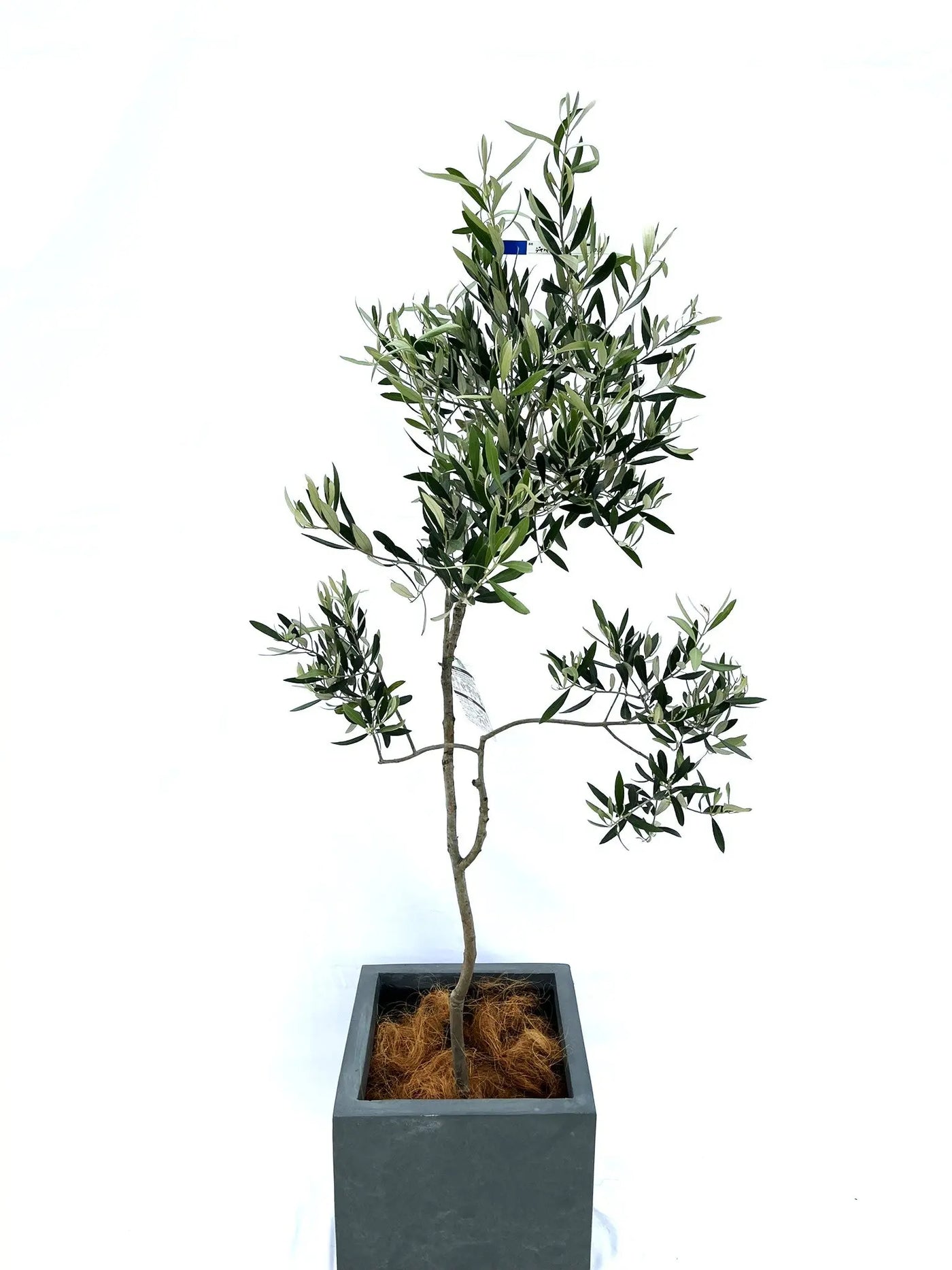 希少・特大実】ジャンボカラマタ（オリーブの木）〈直立型〉｜160cm｜M