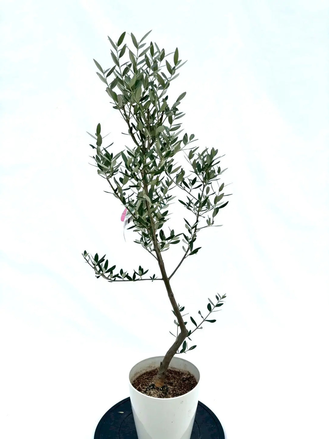 人気・直立型】ミッション（オリーブの木）〈シンボル向き〉｜110cm｜S