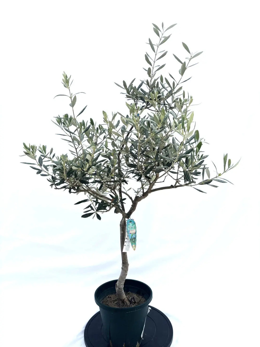 アメリカン Mサイズ 約120cm NO.10488 オリーブの木 希少品種 - 株式
