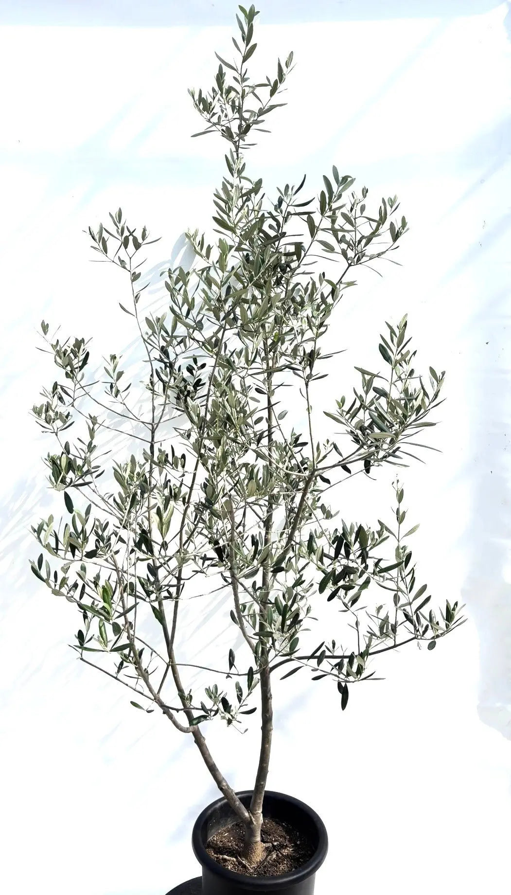 人気・寒冷地対応】ルッカ（オリーブの木）〈初心者向き〉｜200cm｜L
