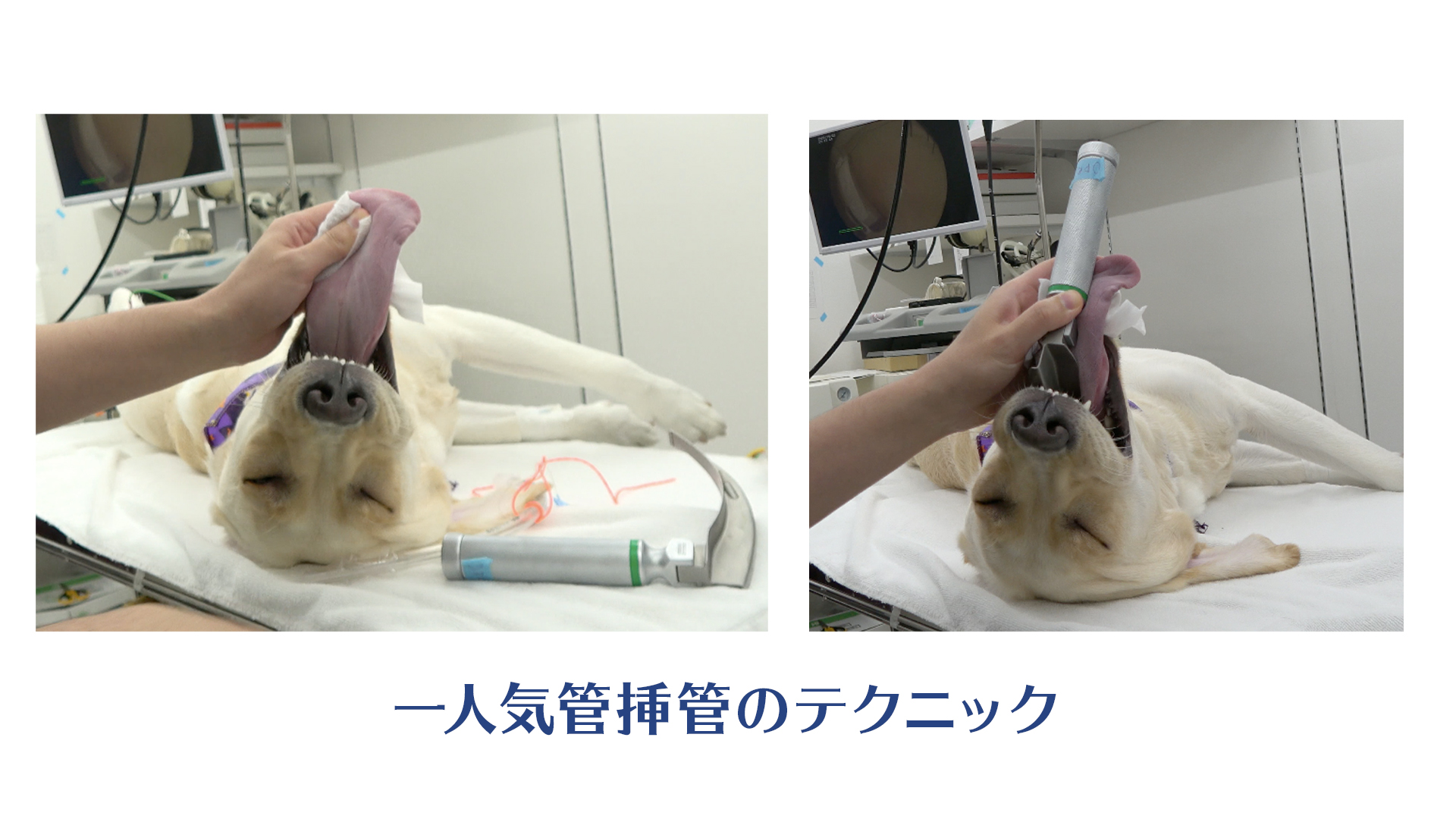 助手なんていないよ！〜一人で行う手術での注意点〜 – Life&TailTV