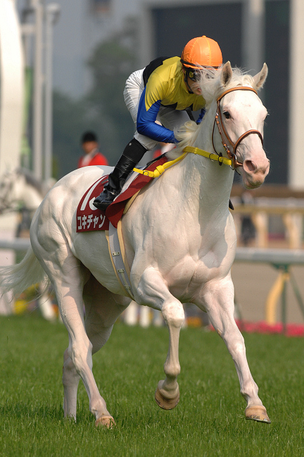 関東オークス～白毛の女王、ユキチャン～ | ウマフリ | 競馬コラム