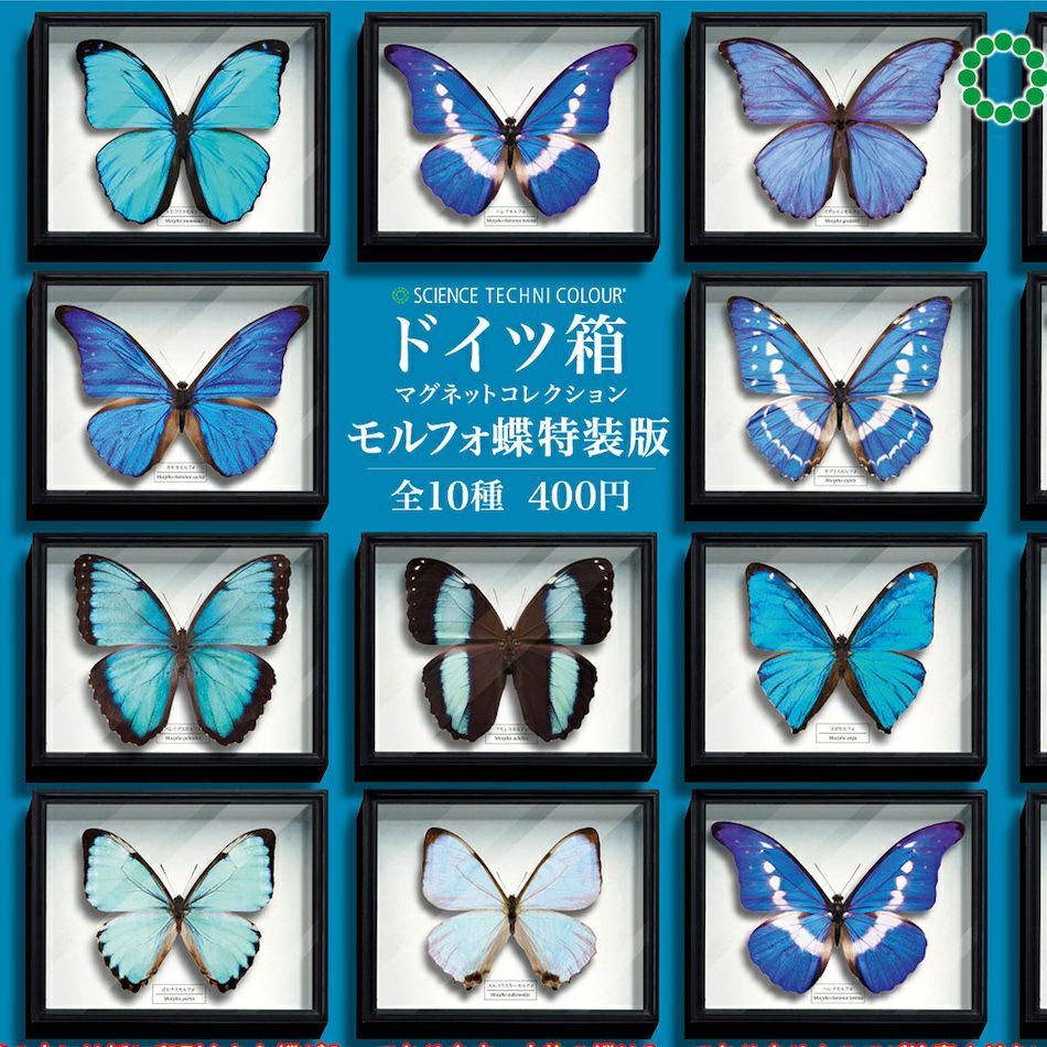 ドイツ箱マグネットコレクション モルフォ蝶特装版 | ウサギノネドコ