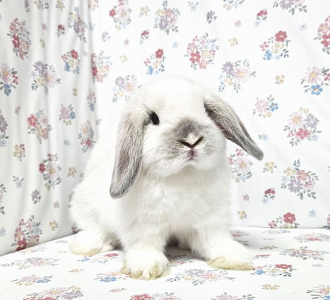 ホーランドロップ A70 ブロークンフロスティ 男の子 うさぎ専門店