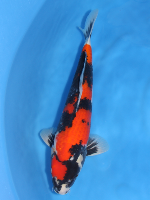 錦鯉 鯉 販売 通販 ネット販売 野池揚がり 緋昭和 48cm - 錦鯉販売