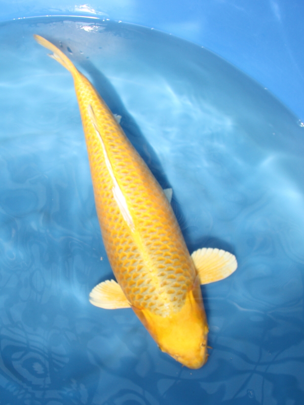 錦鯉 鯉 販売 通販 ネット販売 委託販売 特価 山吹黄金 62cm MU-001