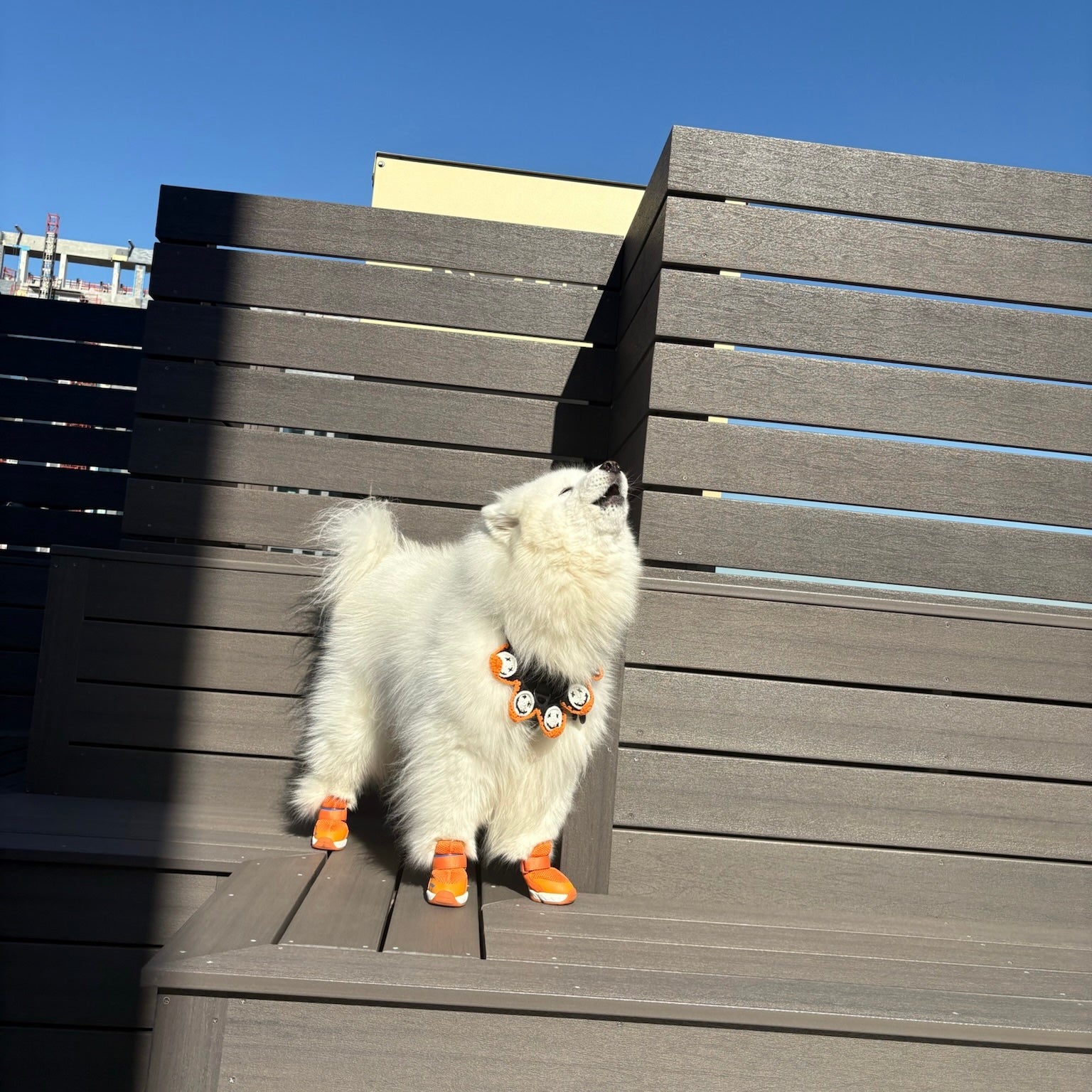 海外犬服 高品質なインポートのドッグウェア通販 