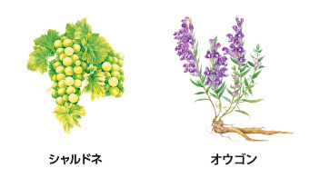 ペリオデュークエッセンス ジョアエコ313｜VIVANT JOIE