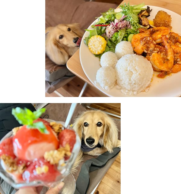 山田農園FARM&DOGS】愛知県岡崎市のドッグカフェ｜ワンコnowa