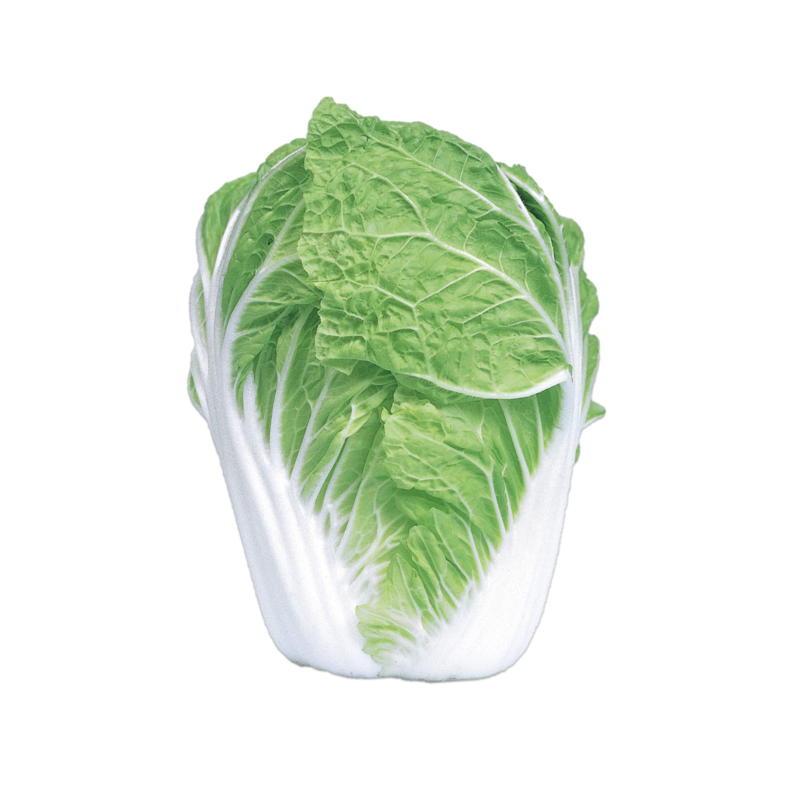 新六号 - 株式会社渡辺採種場｜良いタネは明日への希望。松島交配の