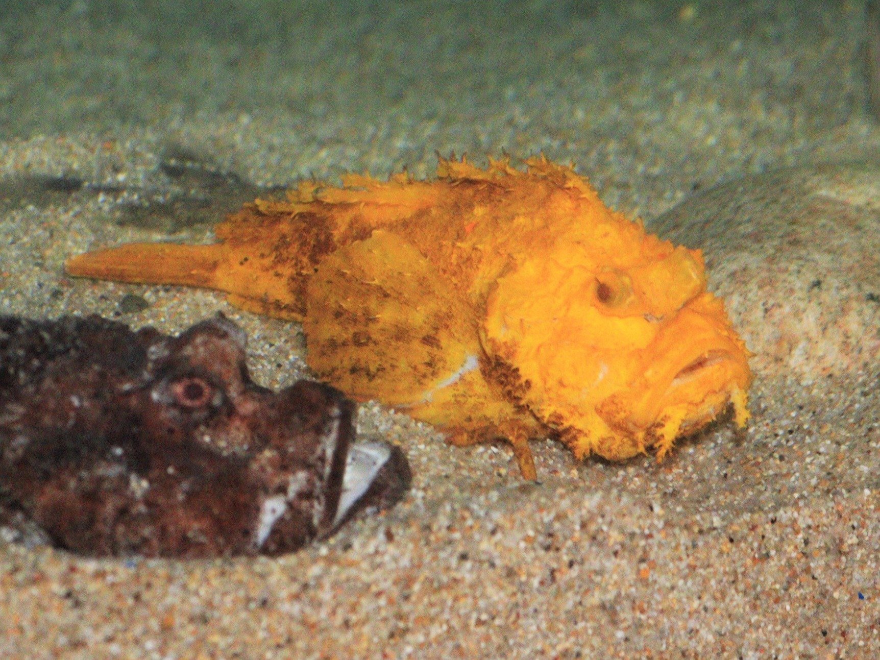 見れば幸運？ 金色オニオコゼ 魚津水族館が7年7月7日に合わせ展示