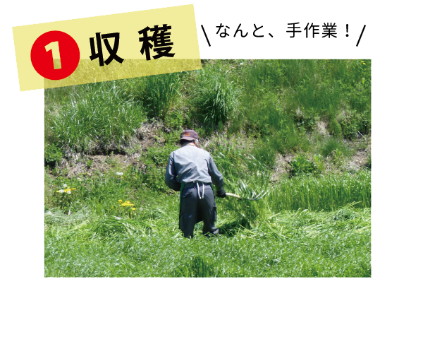 麦ヤング - 株式会社ウーリー｜うさぎの食彩工房