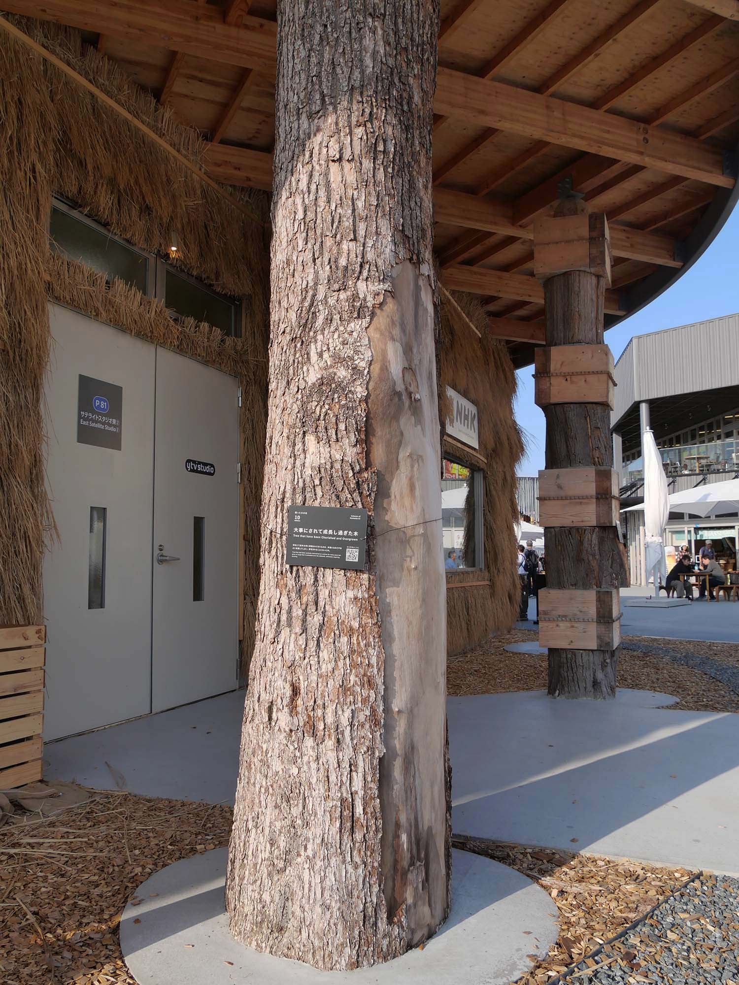 サテライトスタジオ東|2025年大阪・関西万博|日本万国博覧会と木の