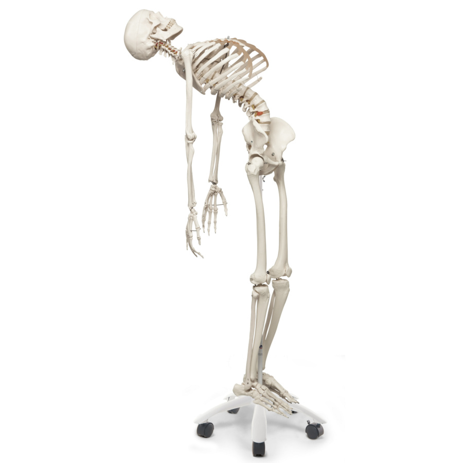 フレッド・骨格モデル，直立型スタンド仕様 | 日本スリービー