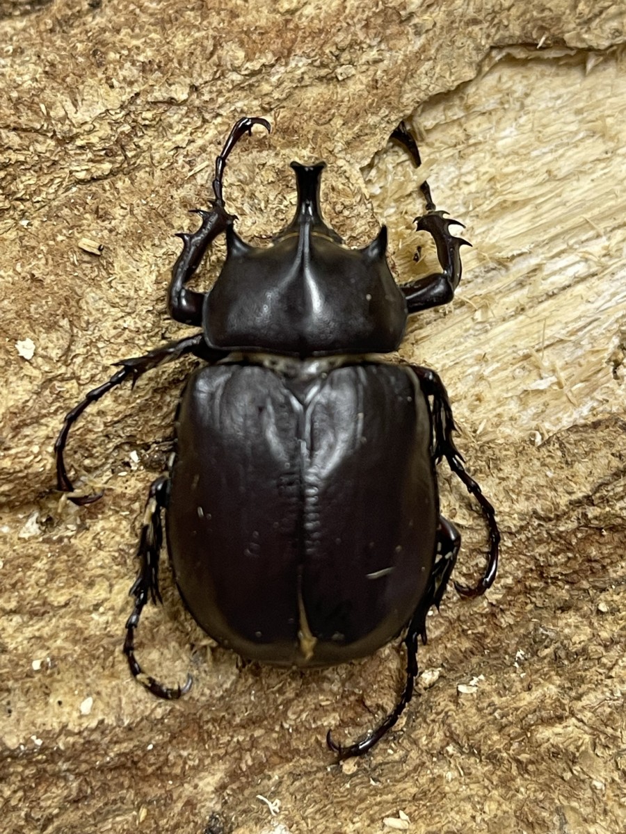 パチェコヒメゾウカブト 36ミリペア - クワガタ横丁
