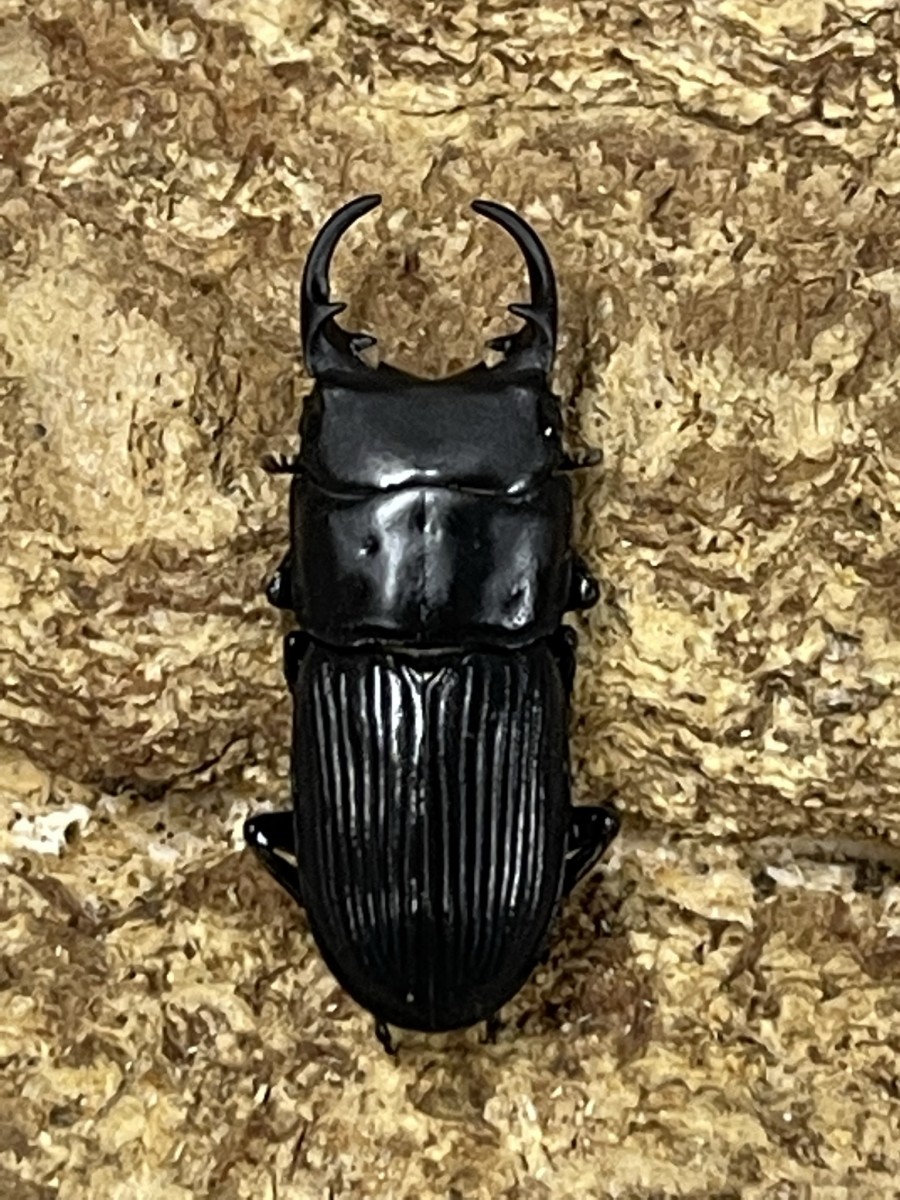 トカラネブトクワガタ 悪石島 22ミリペア - クワガタ横丁