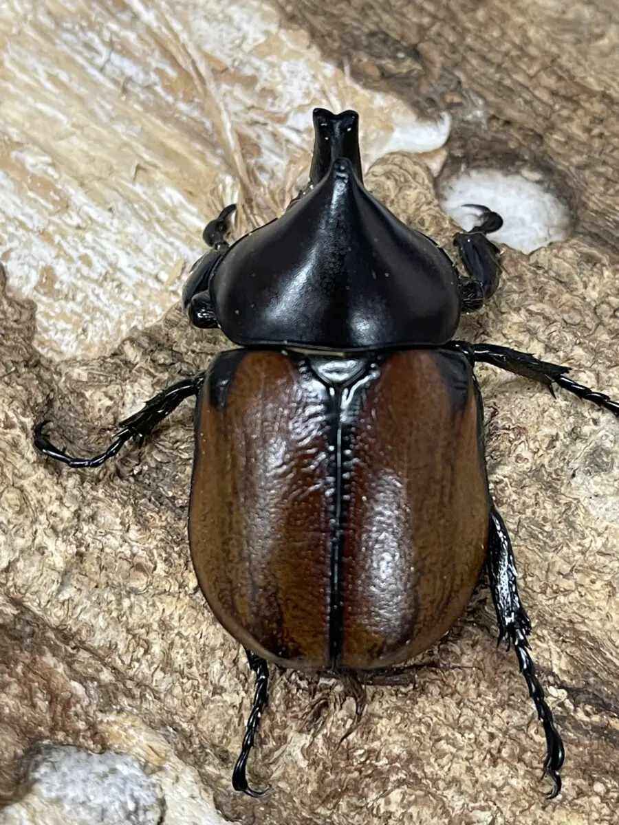 フンボルトヒナカブト 43ミリペア - クワガタ横丁