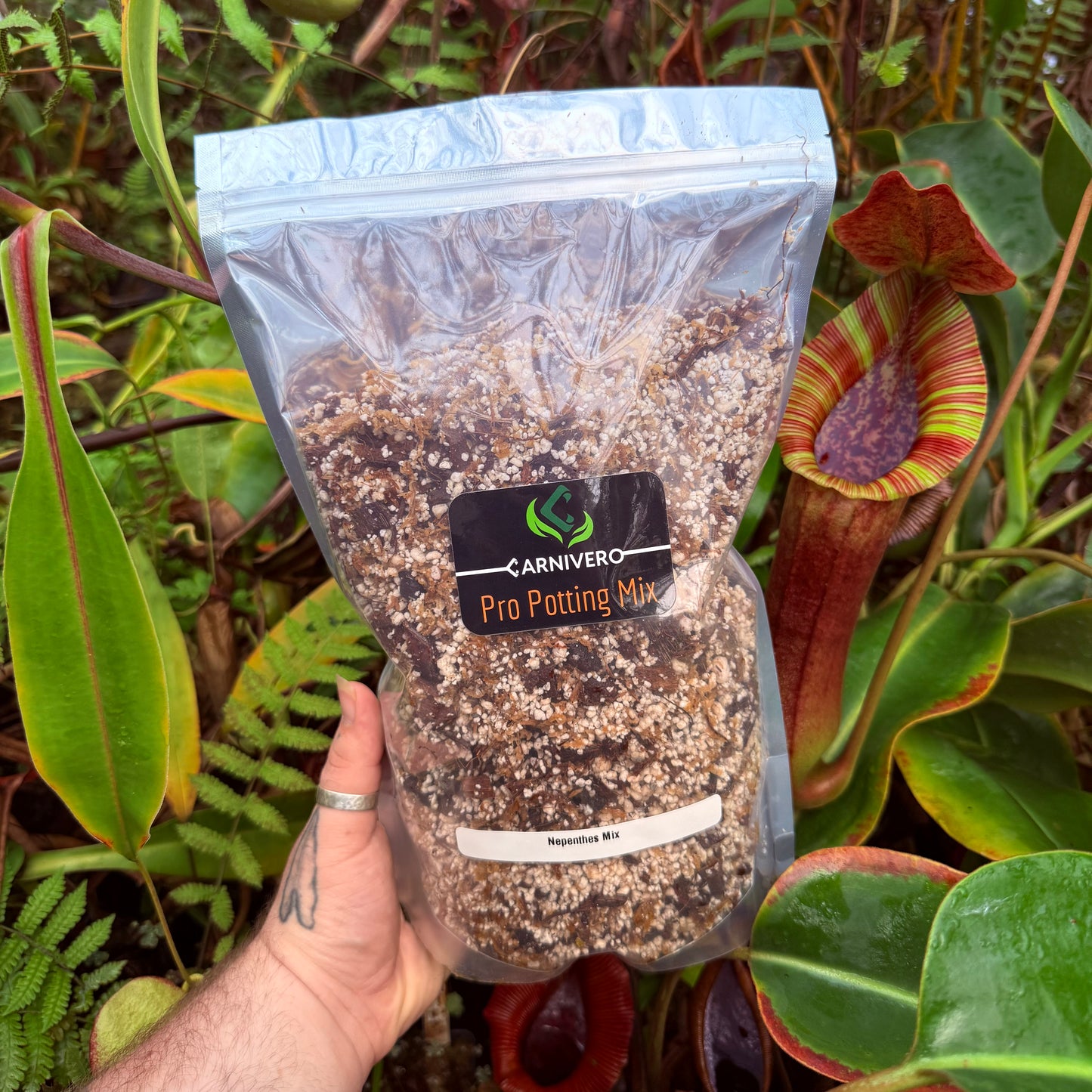 Nepenthes northiana x truncata, CAR-0468 – Carnivero