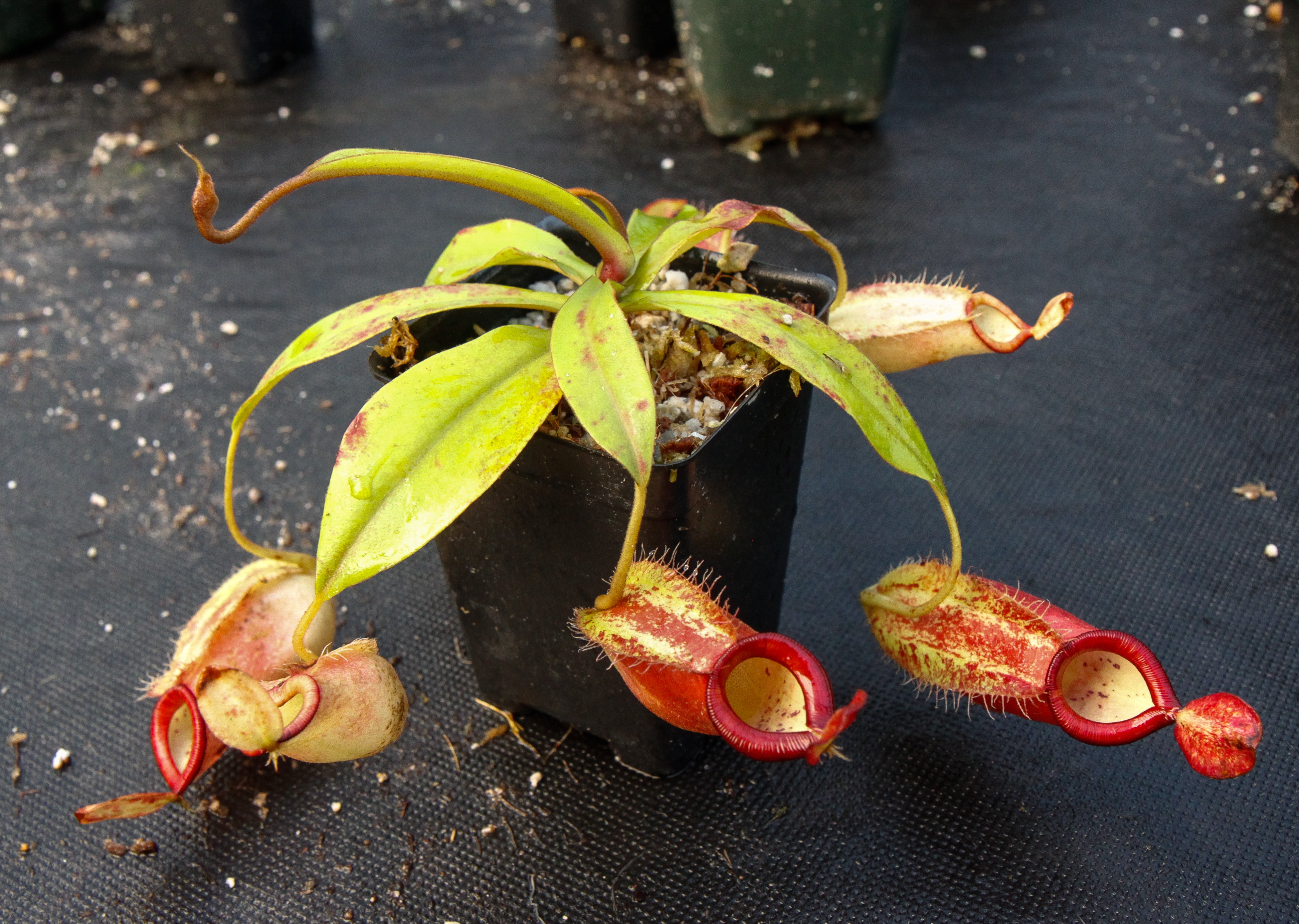Nepenthes ampullaria x spectabilis – Carnivero