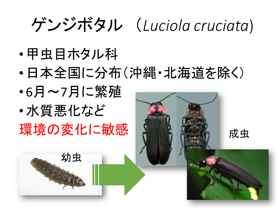 宮崎研究室ゲンジボタル①
