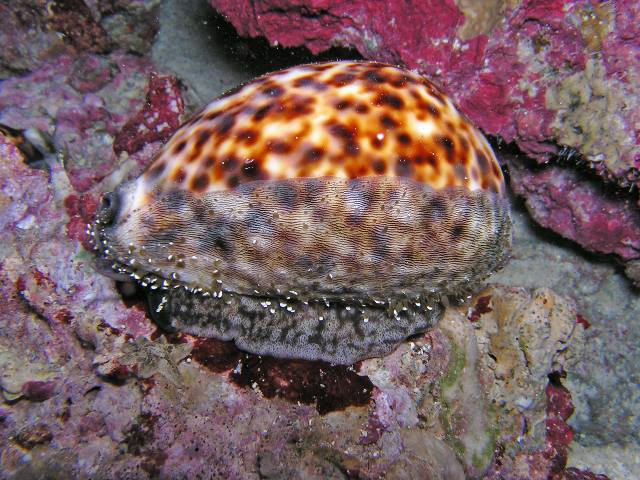 ホシダカラ | 美ら海生き物図鑑 | 沖縄美ら海水族館 - 沖縄の美ら海を