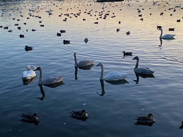 令和6年10月の白鳥の渡来状況／阿賀野市