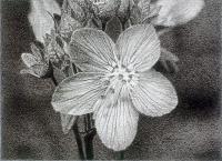 冬季所蔵品展 「野田弘志 細密なる挿絵原画の世界」 - 福山市ホームページ