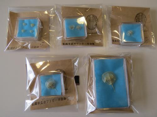 カブトガニの脱皮殻が拾える街、笠岡 - 笠岡市ホームページ