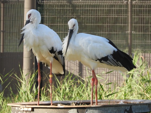 ありがとう！コウくん＆コウちゃん展」を開催｜野田市ホームページ