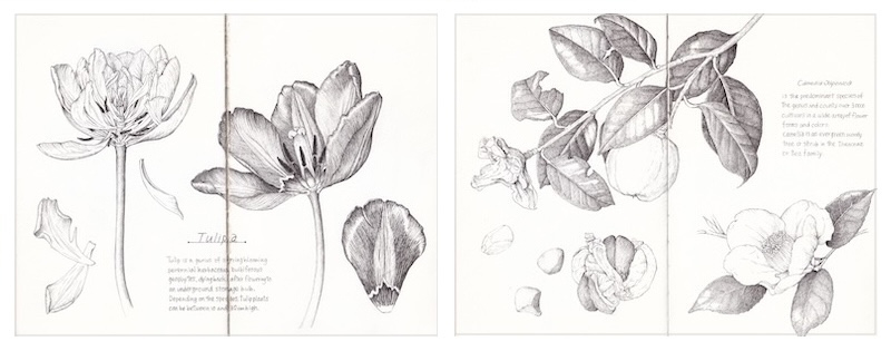 ボタニカルアートに挑戦】芝田美智子先生にパンジーの描き方を教わろう