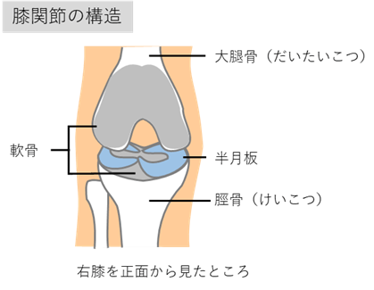 自家滑膜幹細胞の半月板損傷を対象とする医師主導治験」開始のお知らせ