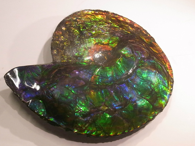 アンモライト,Placenticerascostatum,プラセンティセラスインターカラ