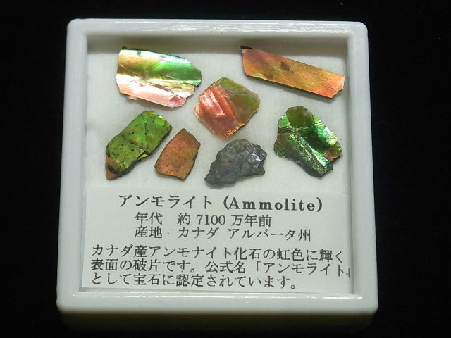 アンモライト破片標本(ピースオブレインボー)セット 化石ジュエリー