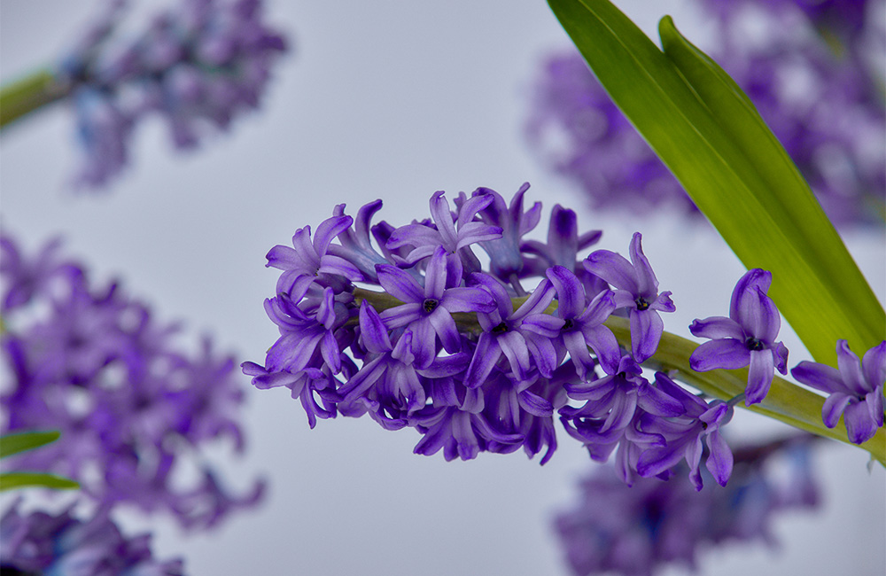やわらかな甘さと瑞々しいグリーンが奏でる清らかで優美な香り