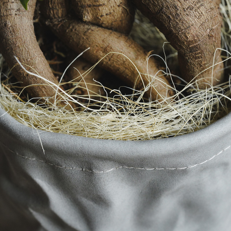 どっしりと絡みつく幹が特徴のガジュマル | 青山フラワーマーケット