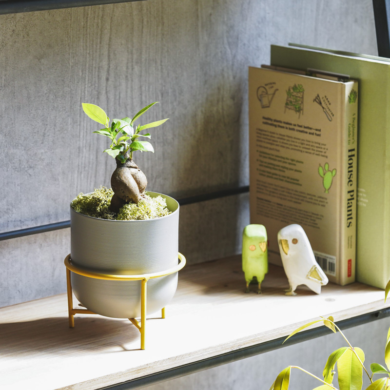 幹のかたちが個性的なガジュマル(Grey) | 青山フラワーマーケット