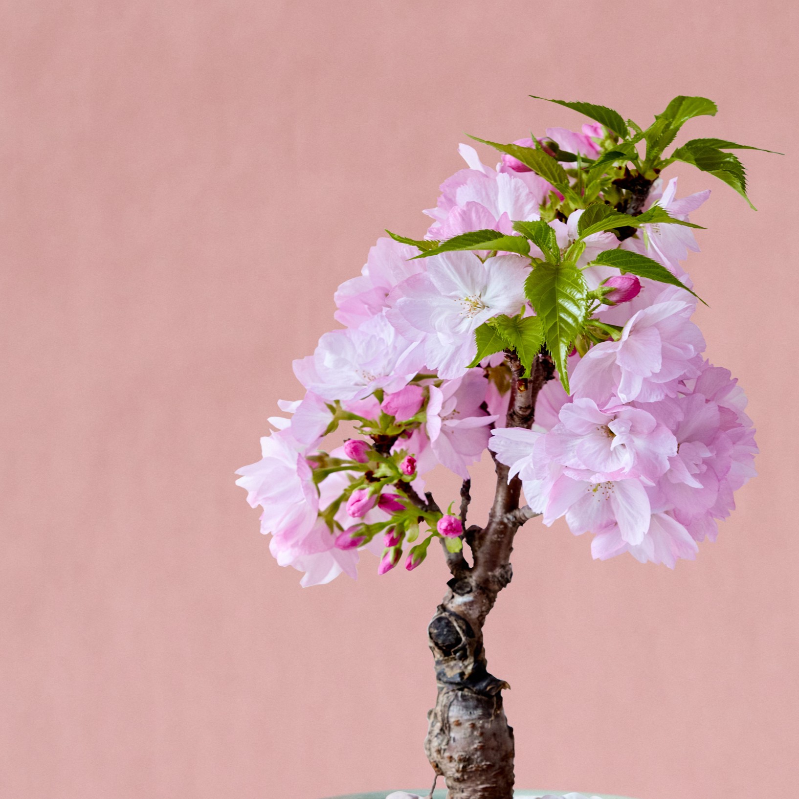 市場直送】旭山桜 3寸鉢 | 青山フラワーマーケット｜花束・ギフトの