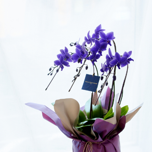 産直】世界初の青い胡蝶蘭「Blue Gene（ブルージーン）」1本立ち