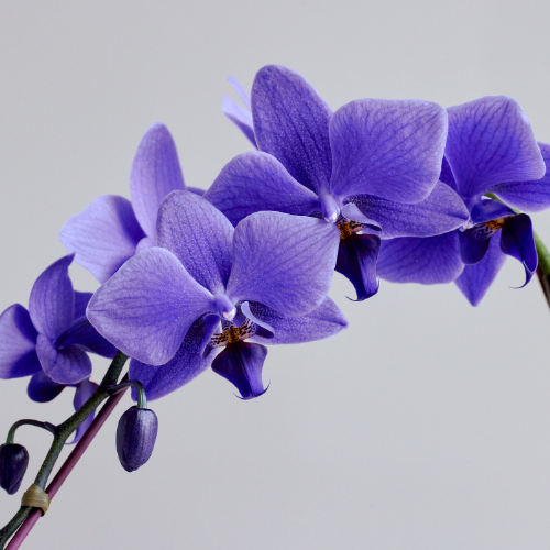 産直】世界初の青い胡蝶蘭「Blue Gene（ブルージーン）」1本立ち