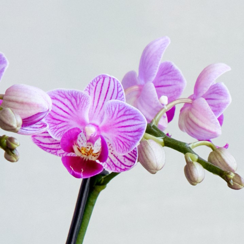 産直】椎名洋ラン園のマイクロ胡蝶蘭 ピンク系2本立ち | 青山フラワー