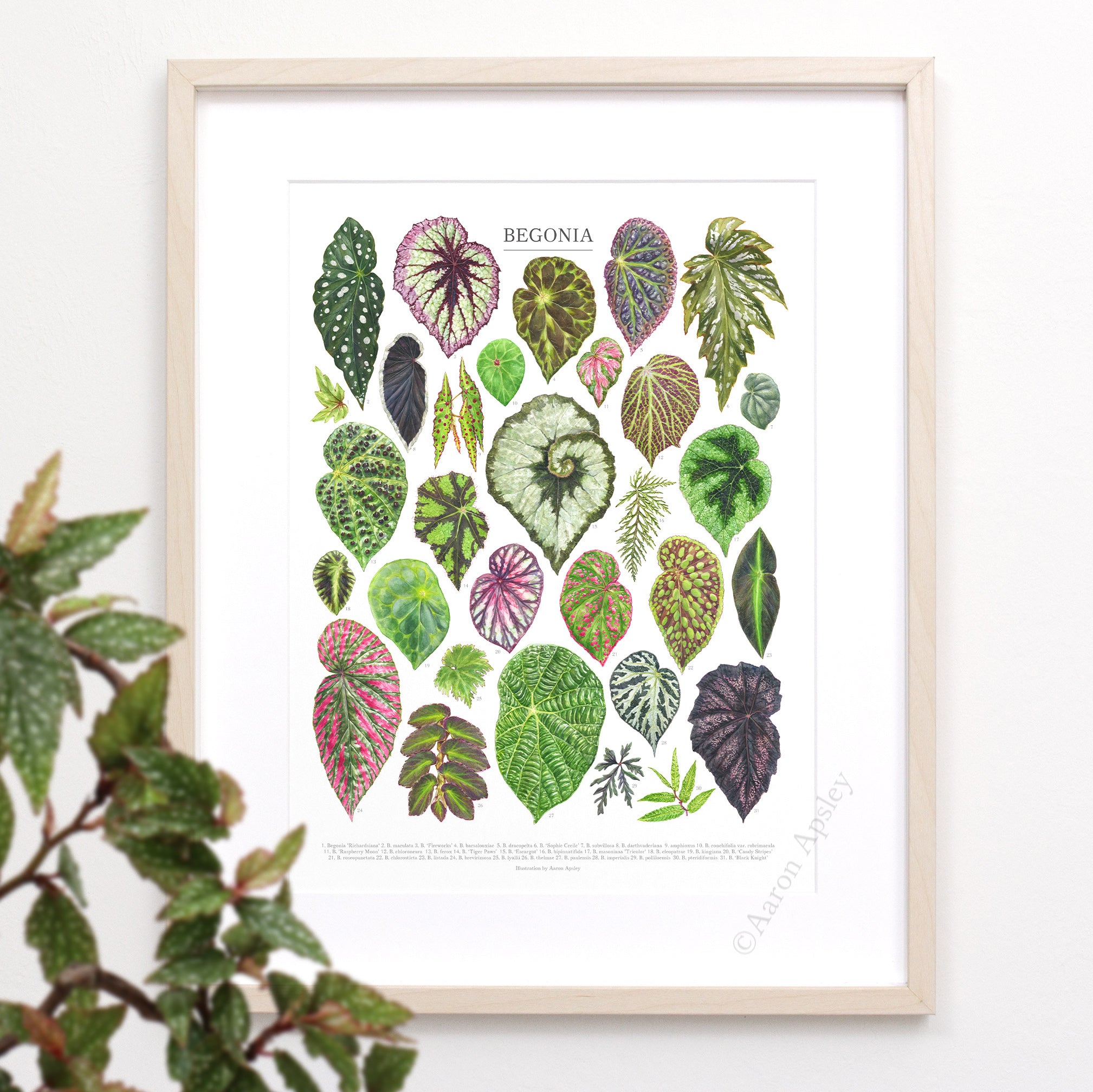 Begonia Species Print – Aaron Apsley Artwork