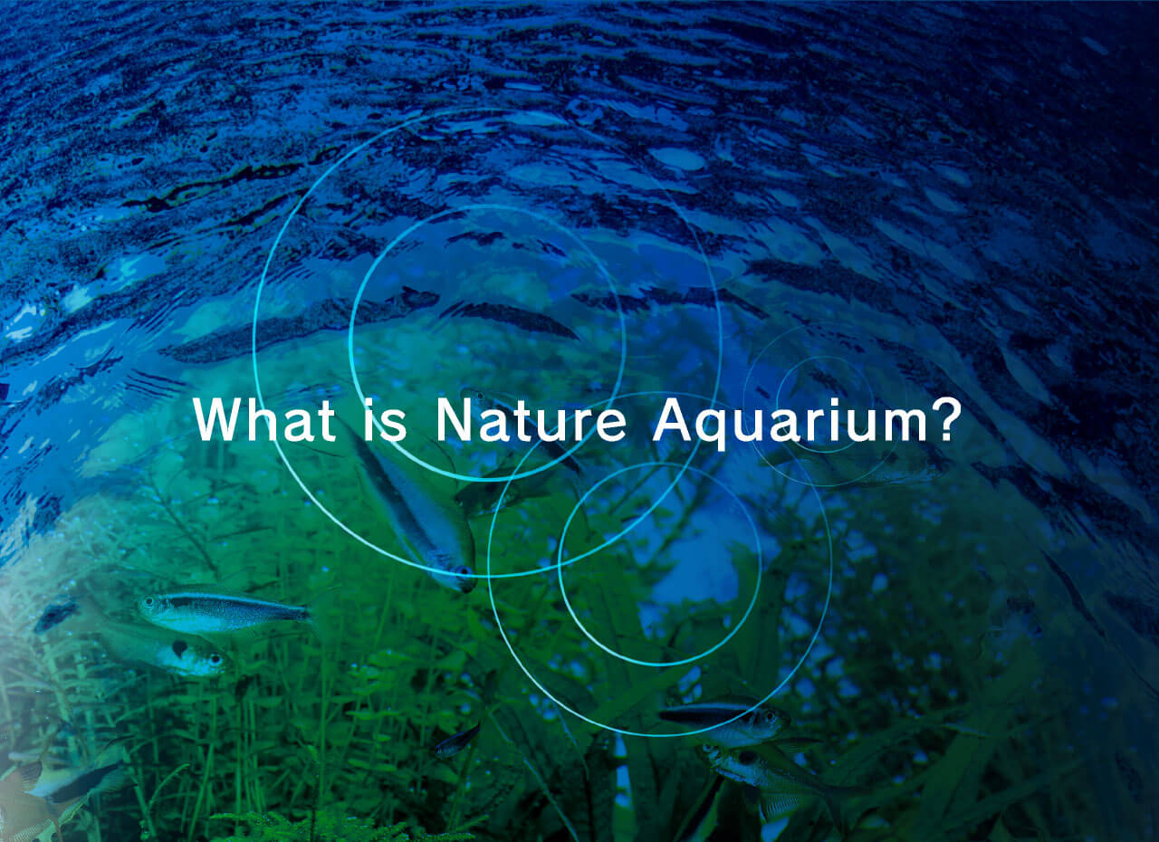 ADA - NATURE AQUARIUM