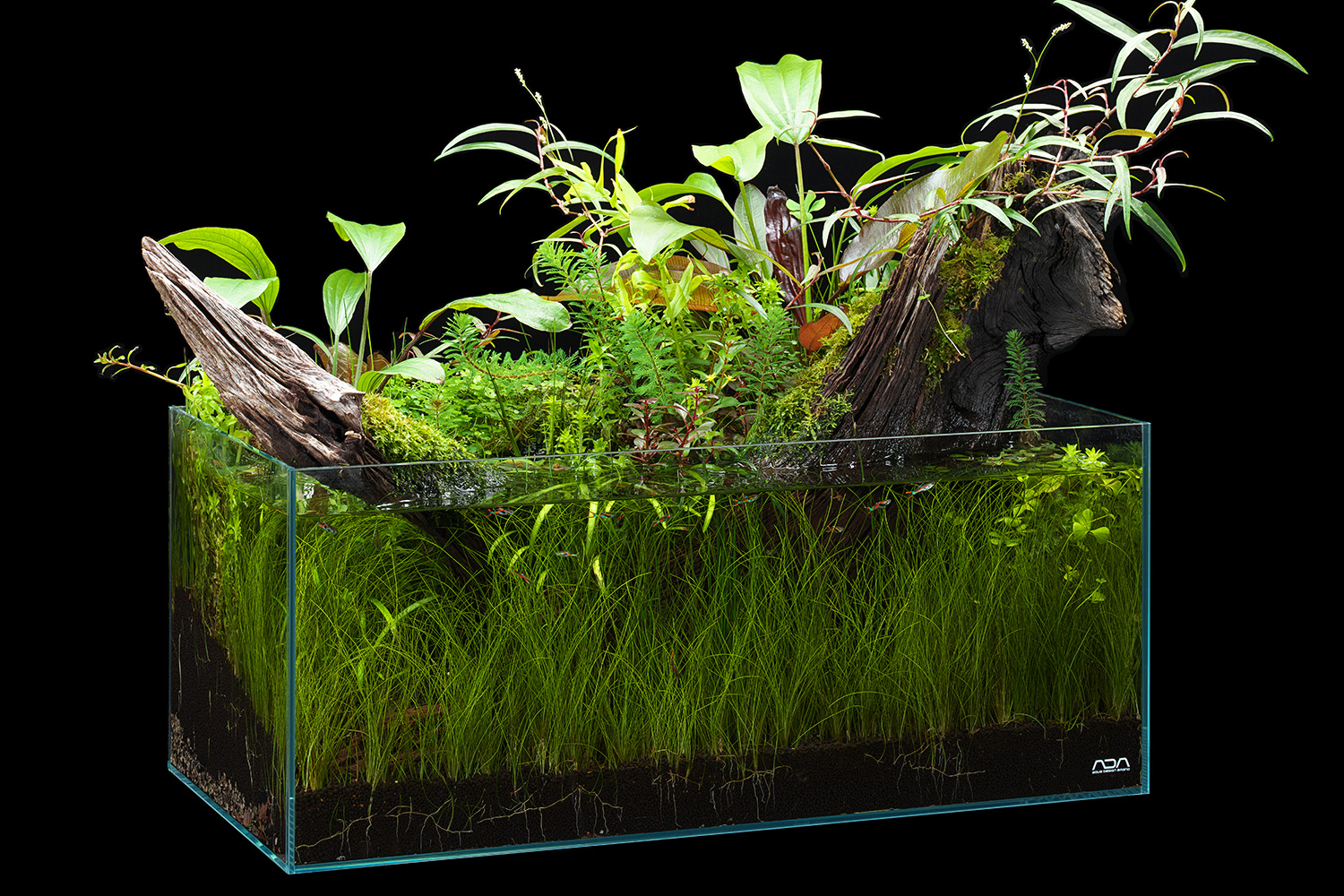 NATURE IN THE GLASS 「陽光に輝く」 | AQUA DESIGN AMANO